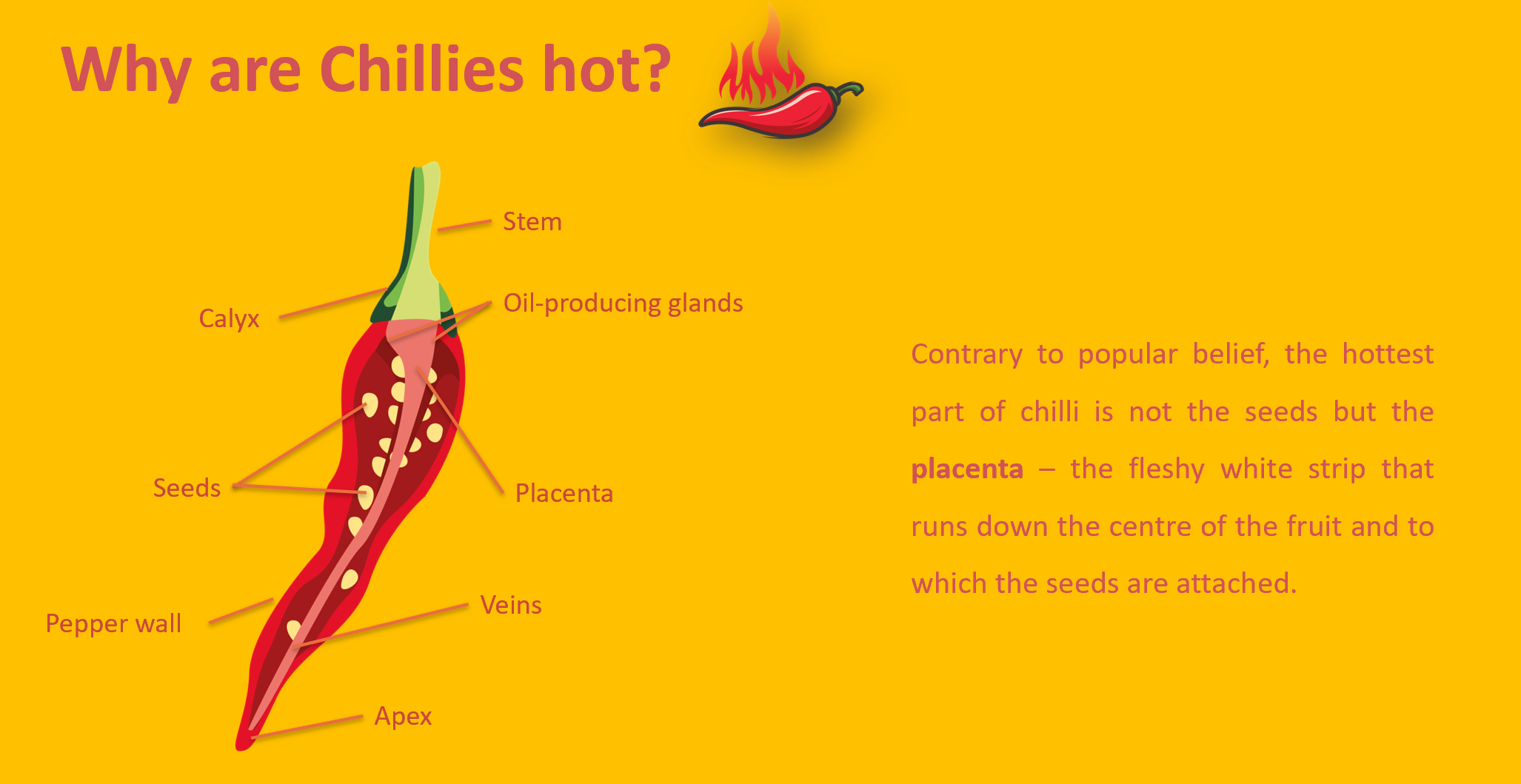 why are chillies hot